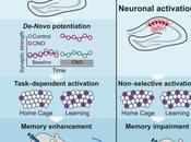 #Cell #astrocytes #neurones #mémoire L’activation astrocytes génère potentialisation réponse neuronale l’augmentation mémoire