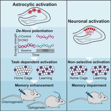 #Cell #astrocytes #neurones #mémoire L’activation des astrocytes génère la potentialisation de la réponse neuronale et l’augmentation de la mémoire