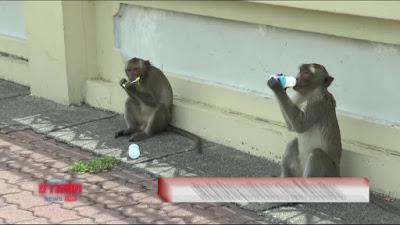 Vidéo: Les singes de Lopburi font piscine