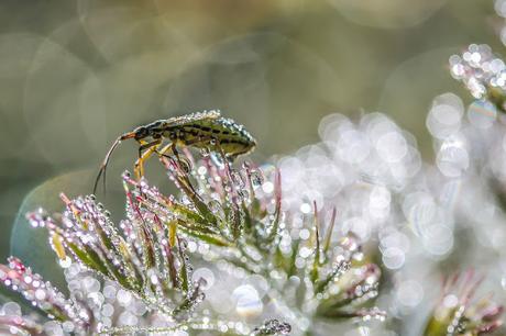 APRÈS LA TEMPÊTE..