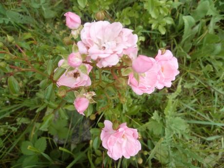 AU JARDIN CETTE SEMAINE saisons,jardin,plantes,fleurs,loisirs,printemps