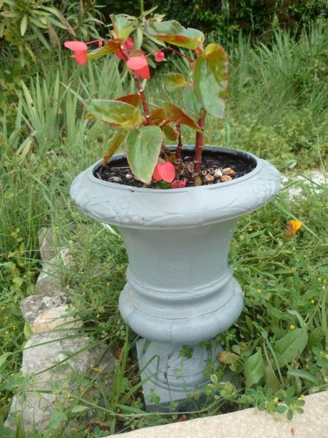 AU JARDIN CETTE SEMAINE saisons,jardin,plantes,fleurs,loisirs,printemps