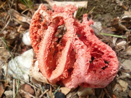 AU JARDIN CETTE SEMAINE saisons,jardin,plantes,fleurs,loisirs,printemps