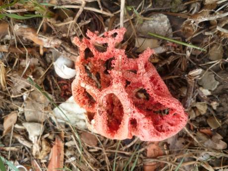 AU JARDIN CETTE SEMAINE saisons,jardin,plantes,fleurs,loisirs,printemps