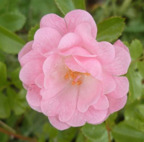 AU JARDIN CETTE SEMAINE saisons,jardin,plantes,fleurs,loisirs,printemps