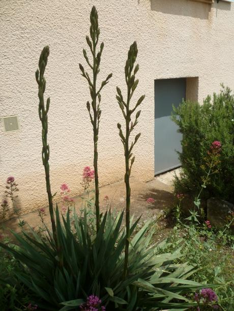 AU JARDIN CETTE SEMAINE saisons,jardin,plantes,fleurs,loisirs,printemps