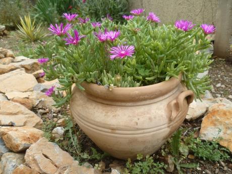 AU JARDIN CETTE SEMAINE saisons,jardin,plantes,fleurs,loisirs,printemps
