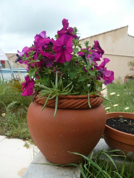 AU JARDIN CETTE SEMAINE saisons,jardin,plantes,fleurs,loisirs,printemps