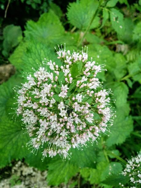 Kurpark Mittenwald: là tout n'est qu'ordre et beauté, luxe, calme et volupté!