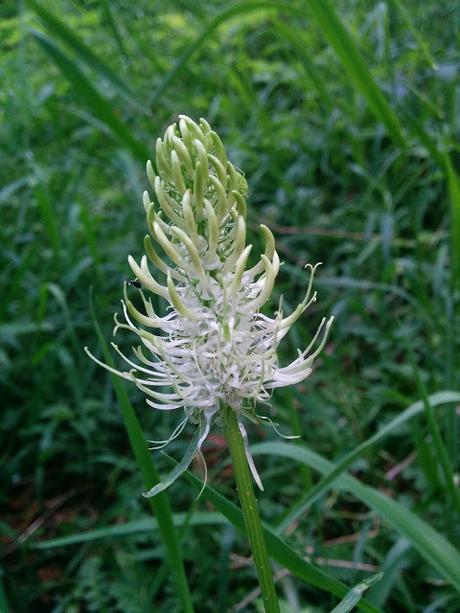 Kurpark Mittenwald: là tout n'est qu'ordre et beauté, luxe, calme et volupté!