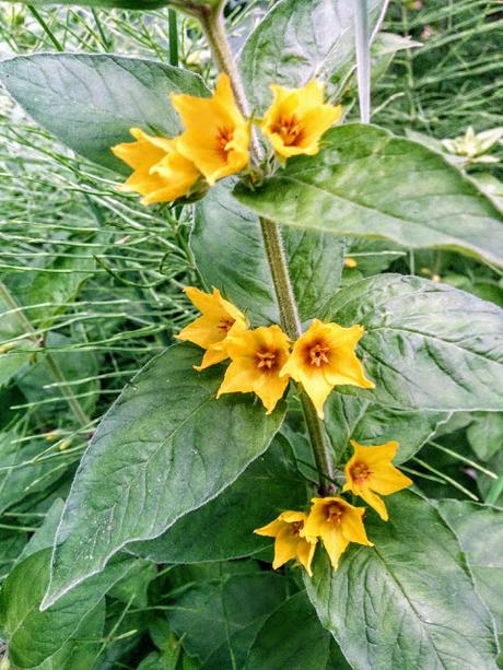 Kurpark Mittenwald: là tout n'est qu'ordre et beauté, luxe, calme et volupté!