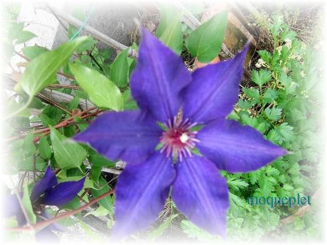 La France - Quelques fleurs (suite)