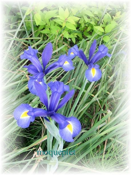 La France - Quelques fleurs (suite)