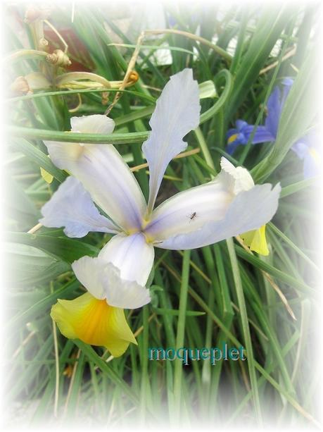 La France - Quelques fleurs (suite)