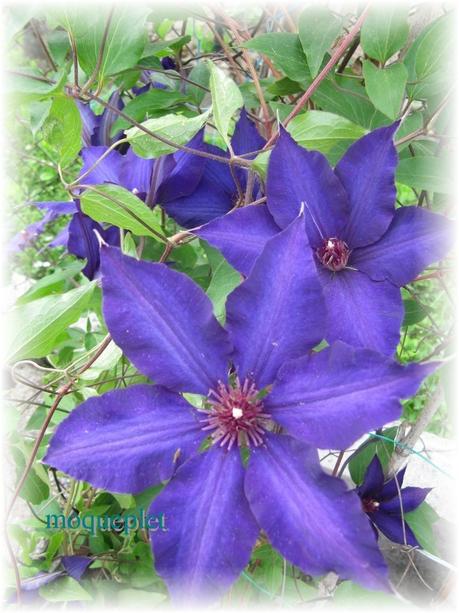 La France - Quelques fleurs (suite)