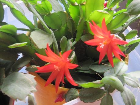 La France - Quelques fleurs (suite)