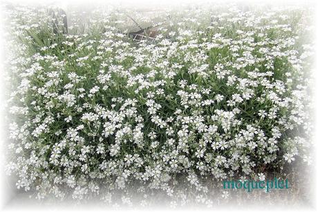 La France - Quelques fleurs (suite)