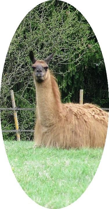 La France - une Balade en montagne