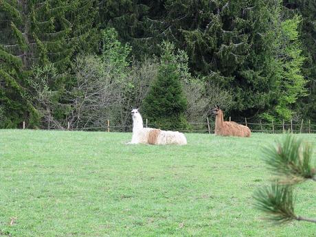 La France - une Balade en montagne