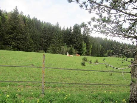 La France - une Balade en montagne