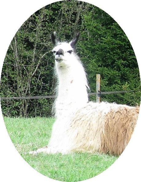 La France - une Balade en montagne