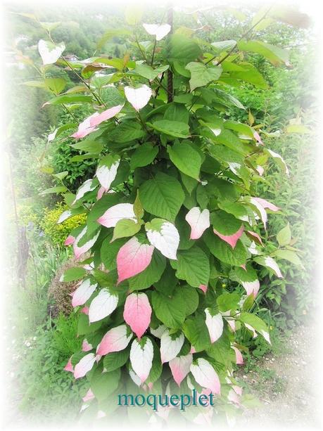 La France - Quelques fleurs…..