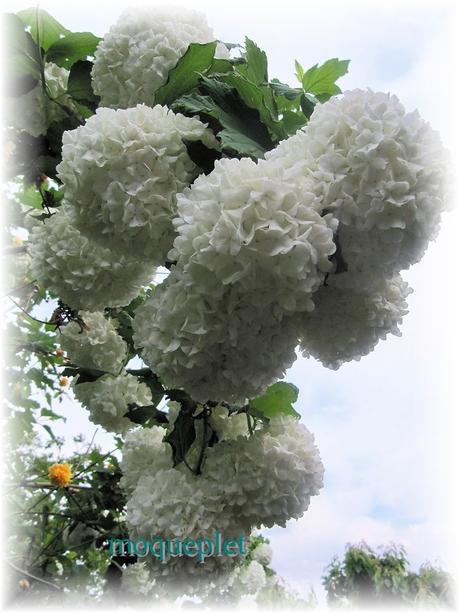 La France - Quelques fleurs…..