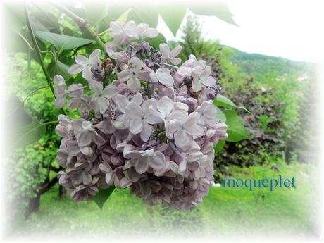 La France - Quelques fleurs…..