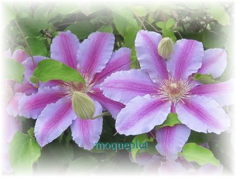 La France - Quelques fleurs…..