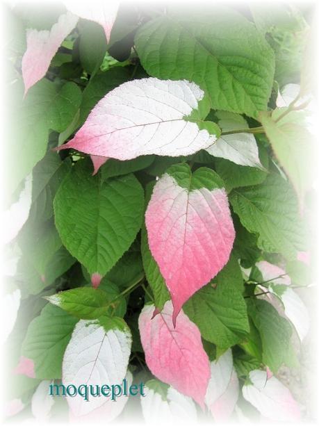 La France - Quelques fleurs…..