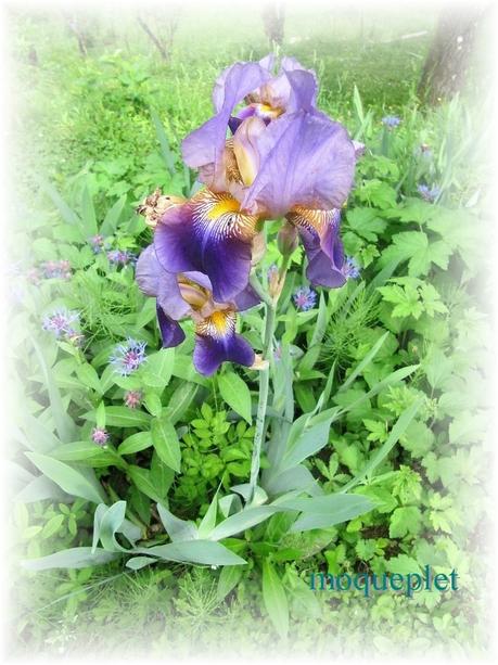 La France - Quelques fleurs…..