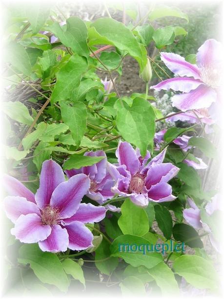 La France - Quelques fleurs…..