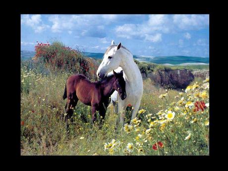 Divers - en photos avec maman.....3