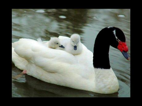 Divers - en photos avec maman.....3