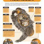 À l’intérieur des Yôkaï – (Shigeru Mizuki) – Éditions Cornélius – 25,50€