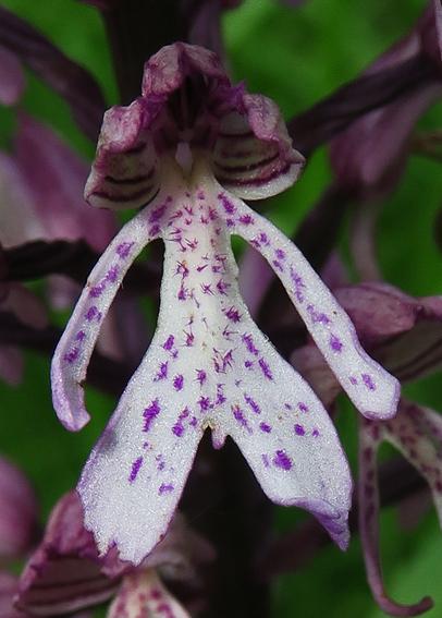 Orchis hybride militaire x pourpre (Orchis x hybrida)