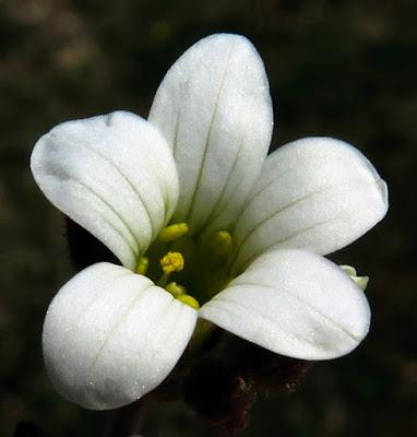 Saxifrage granulée (Saxifraga granulata)