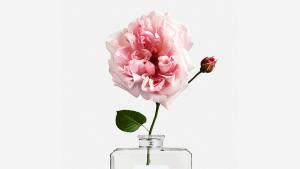 Dans les champs de Chanel Dans les champs de Chanel