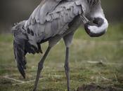 conseils basiques pour photographier animaux sauvages