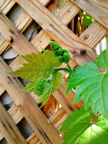 Salade d'asperges et radis à la japonaise Salade d'asperges et radis à la japonaise