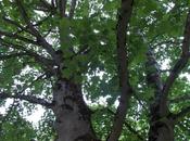 logique l'arbre gêné