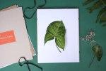 Passion fleurs et feuilles : et si on créait notre propre herbier ? Passion fleurs et feuilles : et si on créait notre propre herbier ?
