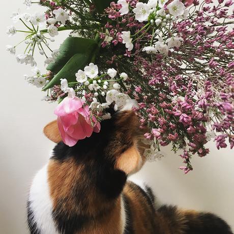 Passion fleurs et feuilles : et si on créait notre propre herbier ? Instagram Photo