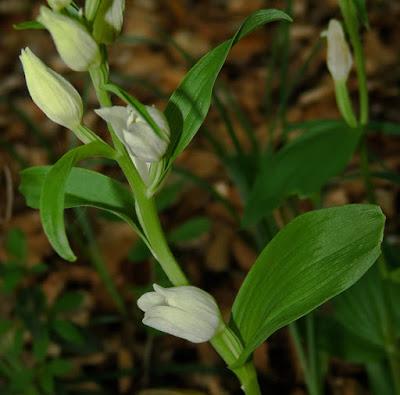 Céphalanthère à petites feuilles (Cephalanthera damasonium)