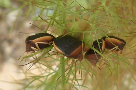 TEMPS DES AMOURS poésie,poème,poète,vers,amour,insectes,nature,saison,printemps,fleurs,nigelles