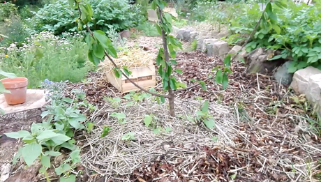 Les guildes de plantes en permaculture : comment les réaliser ? (vidéo) Les guildes de plantes en permaculture : comment les réaliser ? (vidéo)