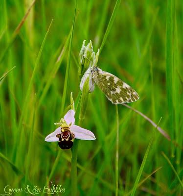 L'orchidée et le papillon