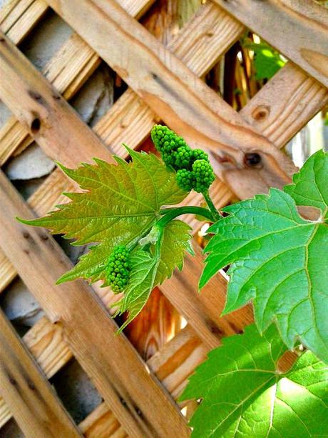 Zaalouk ou... Tartinade d'aubergine Zaalouk ou... Tartinade d'aubergine