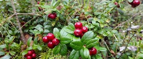 Mille-feuilles d’airelles confites au sirop de framboises