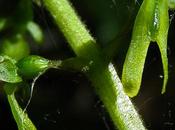 Listère feuilles ovales (Neottia ovata)